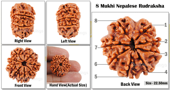 8 Mukhi Nepalese Rudraksha - Bead No. 64