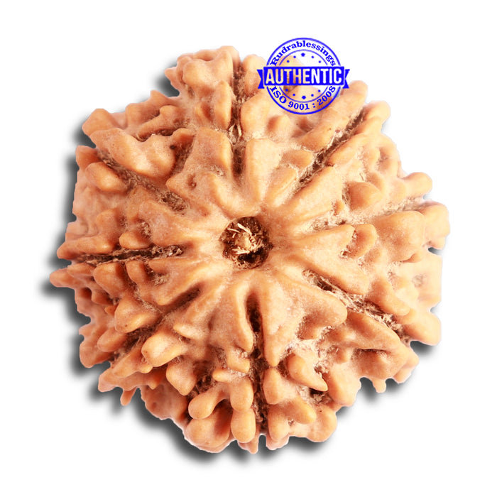 8 Mukhi Nepalese Rudraksha - Bead No. 297