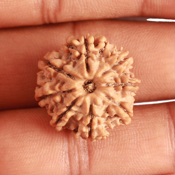 8 Mukhi Nepalese Rudraksha - Bead No. 297
