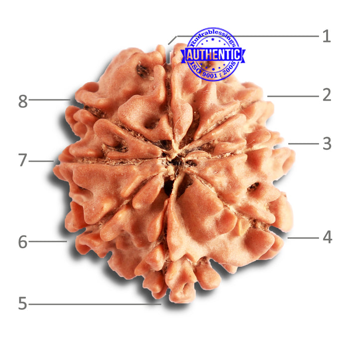 8 Mukhi Nepalese Rudraksha - Bead No. 298