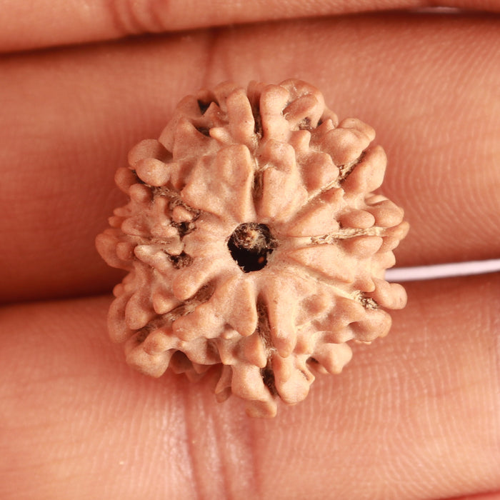8 Mukhi Nepalese Rudraksha - Bead No. 298