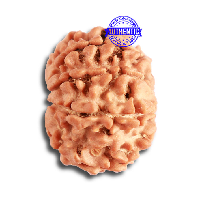 8 Mukhi Nepalese Rudraksha - Bead No. 298