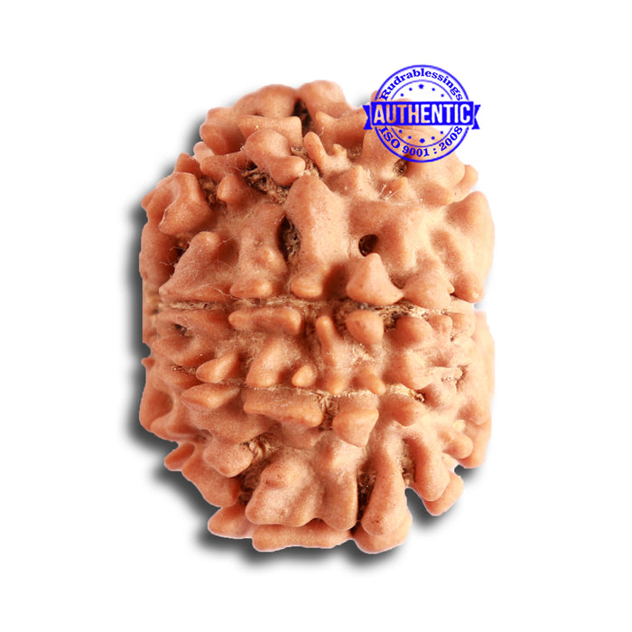 8 Mukhi Nepalese Rudraksha - Bead No. 298