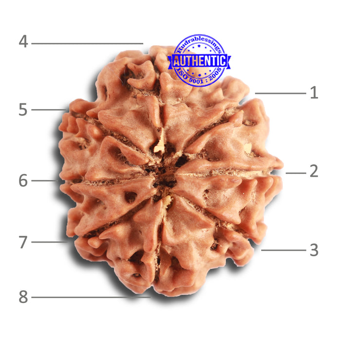 8 Mukhi Nepalese Rudraksha - Bead No. 300