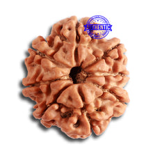 Load image into Gallery viewer, 8 Mukhi Nepalese Rudraksha - Bead No. 300
