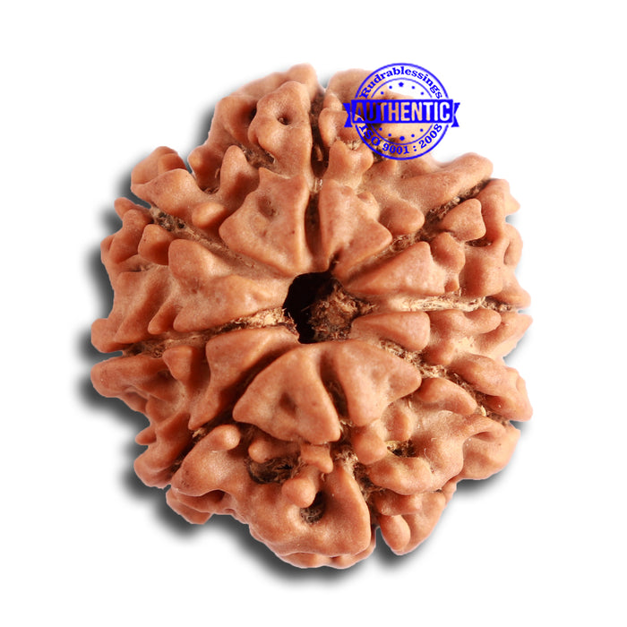 8 Mukhi Nepalese Rudraksha - Bead No. 300