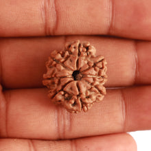 Load image into Gallery viewer, 8 Mukhi Nepalese Rudraksha - Bead No. 300
