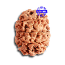 Load image into Gallery viewer, 8 Mukhi Nepalese Rudraksha - Bead No. 300

