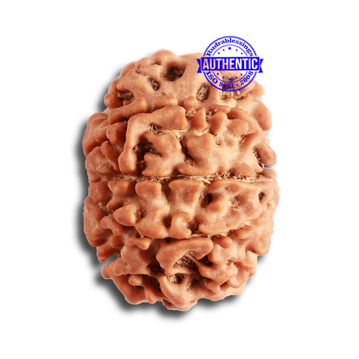 8 Mukhi Nepalese Rudraksha - Bead No. 300