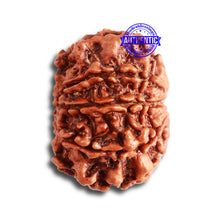 Load image into Gallery viewer, 8 Mukhi Nepalese Rudraksha - Bead No. 302
