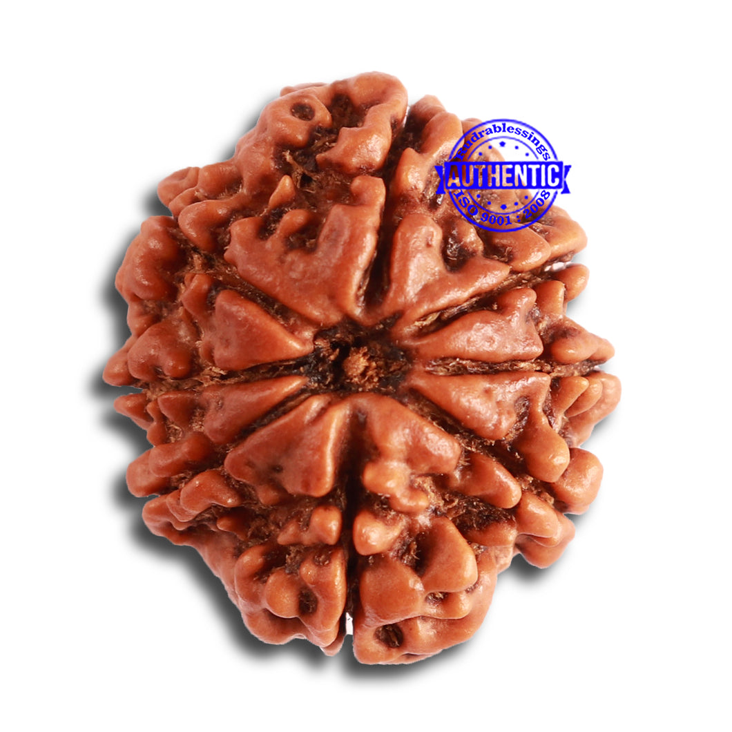 8 Mukhi Nepalese Rudraksha - Bead No. 303