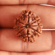 Load image into Gallery viewer, 8 Mukhi Nepalese Rudraksha - Bead No. 303
