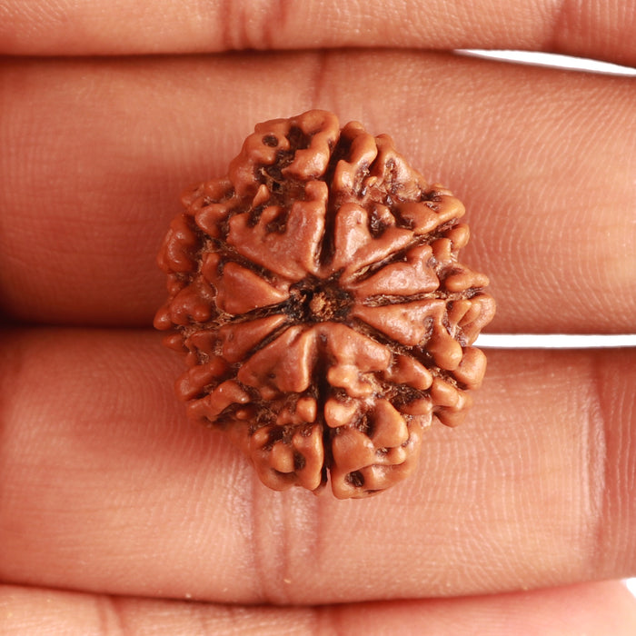 8 Mukhi Nepalese Rudraksha - Bead No. 303