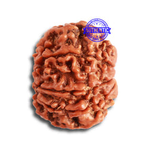 Load image into Gallery viewer, 8 Mukhi Nepalese Rudraksha - Bead No. 303

