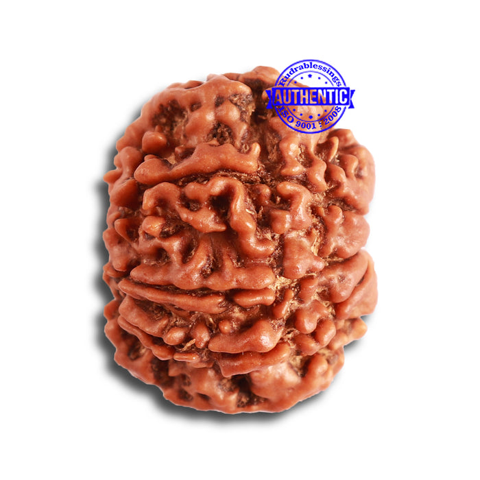 8 Mukhi Nepalese Rudraksha - Bead No. 303