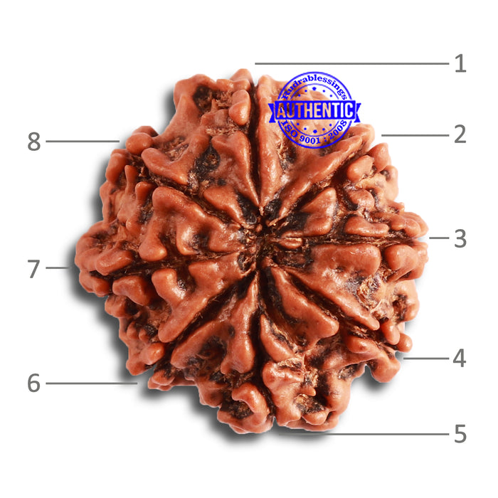 8 Mukhi Nepalese Rudraksha - Bead No. 304