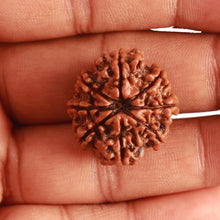 Load image into Gallery viewer, 8 Mukhi Nepalese Rudraksha - Bead No. 304
