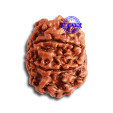 Load image into Gallery viewer, 8 Mukhi Nepalese Rudraksha - Bead No. 304
