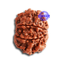 Load image into Gallery viewer, 8 Mukhi Nepalese Rudraksha - Bead No. 304
