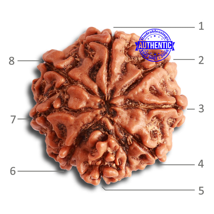 8 Mukhi Nepalese Rudraksha - Bead No. 305