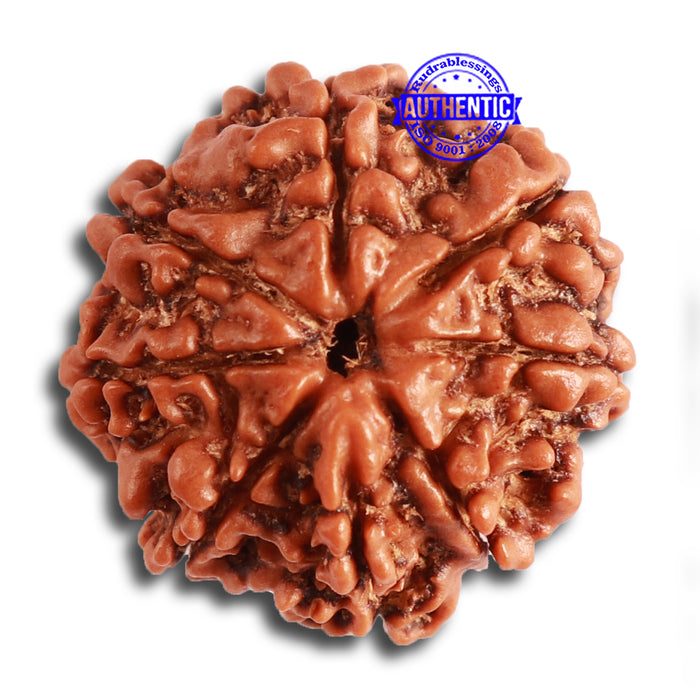 8 Mukhi Nepalese Rudraksha - Bead No. 305