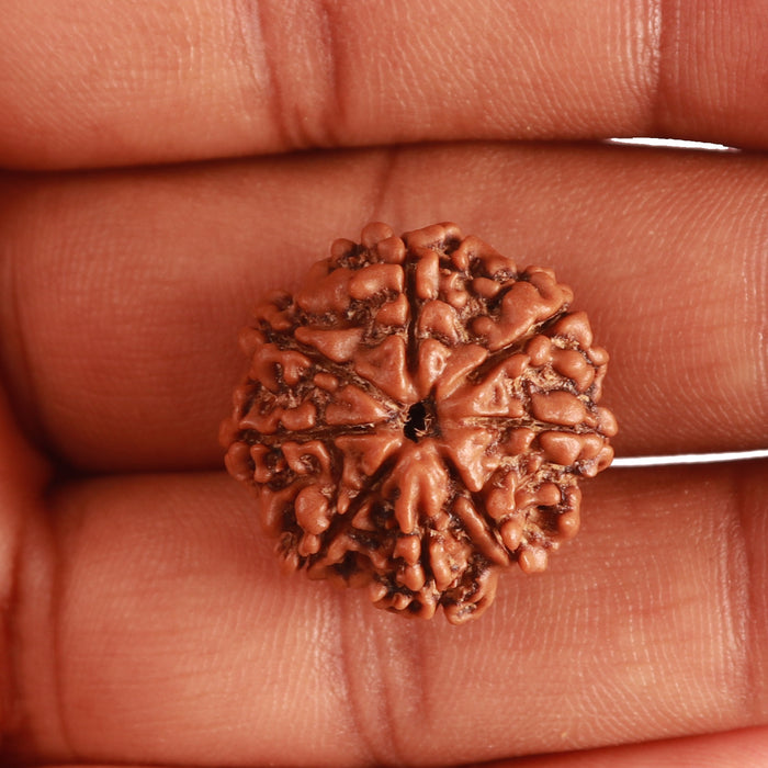 8 Mukhi Nepalese Rudraksha - Bead No. 305