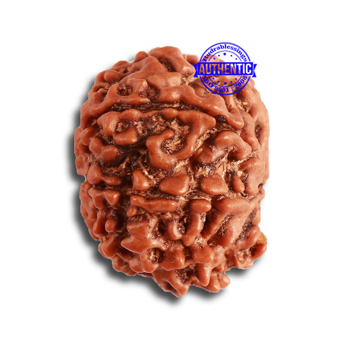 8 Mukhi Nepalese Rudraksha - Bead No. 305
