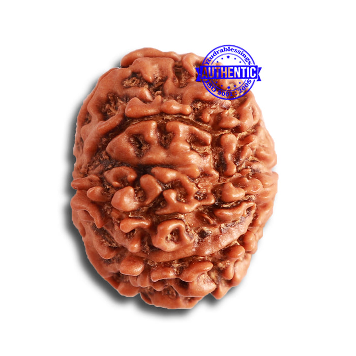 8 Mukhi Nepalese Rudraksha - Bead No. 305