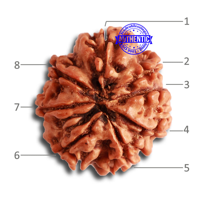 8 Mukhi Nepalese Rudraksha - Bead No. 306
