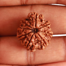 Load image into Gallery viewer, 8 Mukhi Nepalese Rudraksha - Bead No. 306
