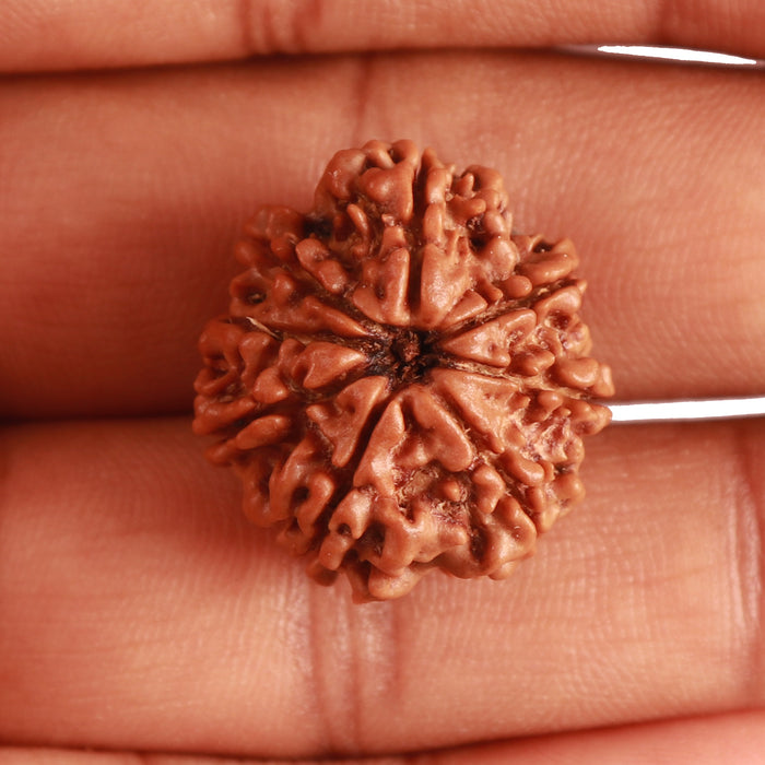 8 Mukhi Nepalese Rudraksha - Bead No. 306