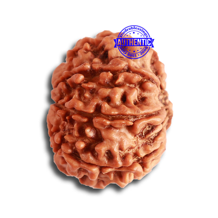 8 Mukhi Nepalese Rudraksha - Bead No. 306