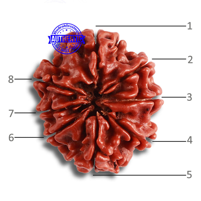 8 Mukhi Nepalese Rudraksha - Bead No. 329