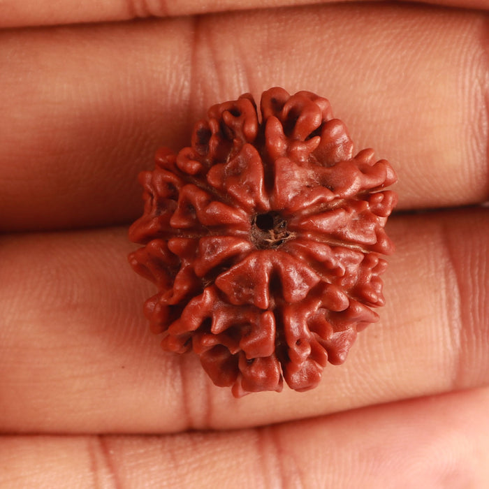8 Mukhi Nepalese Rudraksha - Bead No. 329