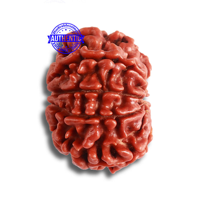 8 Mukhi Nepalese Rudraksha - Bead No. 329