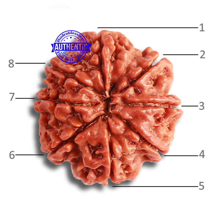 8 Mukhi Nepalese Rudraksha - Bead No. 330