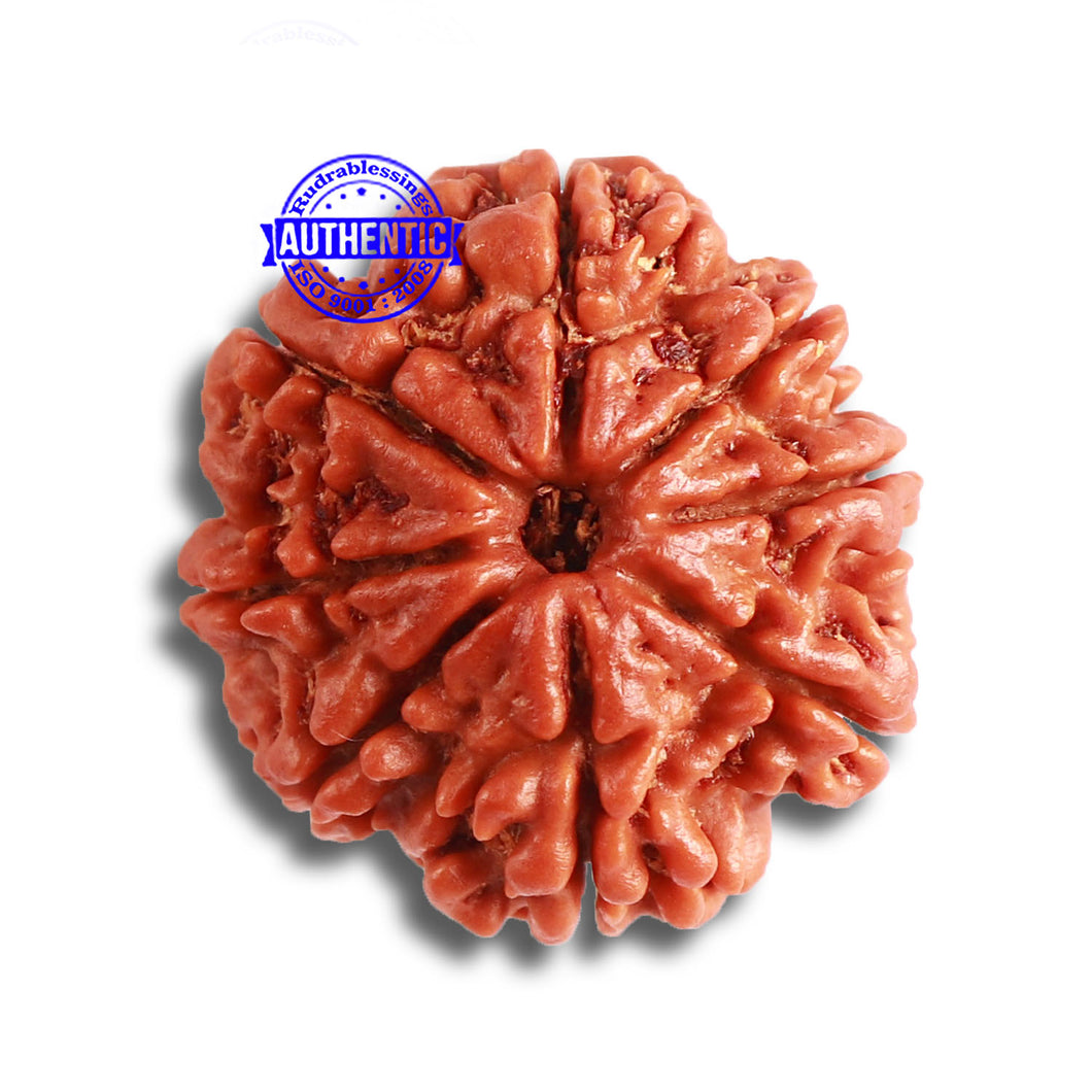 8 Mukhi Nepalese Rudraksha - Bead No. 330
