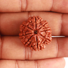 Load image into Gallery viewer, 8 Mukhi Nepalese Rudraksha - Bead No. 330
