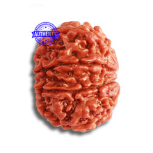 Load image into Gallery viewer, 8 Mukhi Nepalese Rudraksha - Bead No. 330
