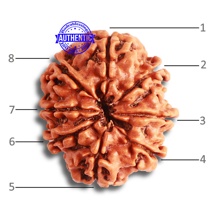 8 Mukhi Nepalese Rudraksha - Bead No. 334