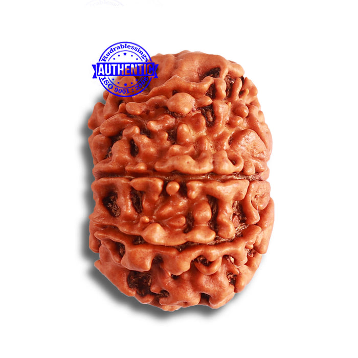 8 Mukhi Nepalese Rudraksha - Bead No. 334