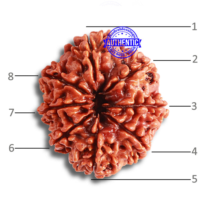 8 Mukhi Nepalese Rudraksha - Bead No. 335