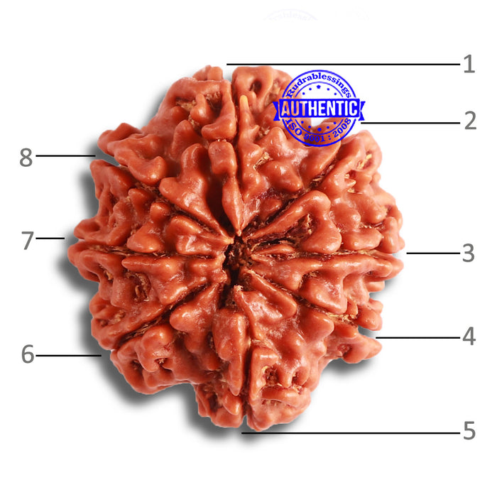 8 Mukhi Nepalese Rudraksha - Bead No. 339