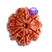 Load image into Gallery viewer, 8 Mukhi Nepalese Rudraksha - Bead No. 339
