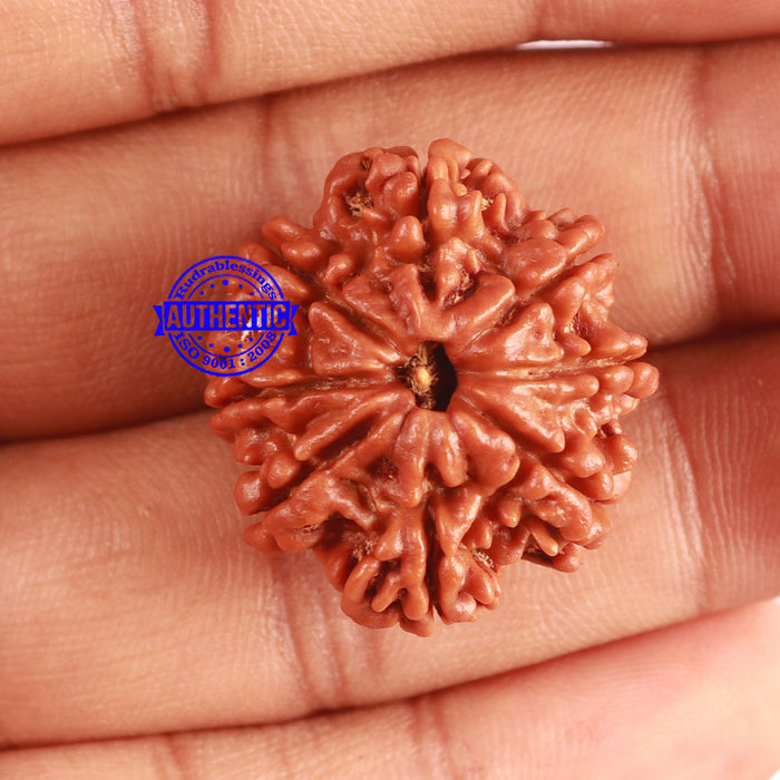 8 Mukhi Nepalese Rudraksha - Bead No. 339