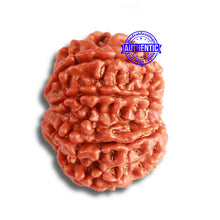 Load image into Gallery viewer, 8 Mukhi Nepalese Rudraksha - Bead No. 339
