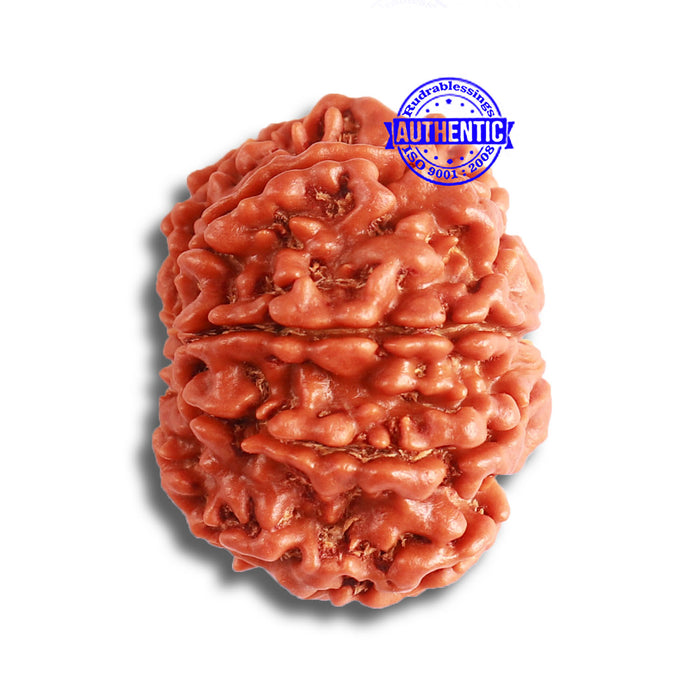 8 Mukhi Nepalese Rudraksha - Bead No. 339