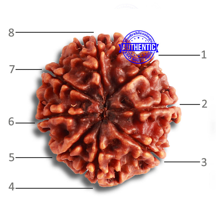 8 Mukhi Nepalese Rudraksha - Bead No. 340