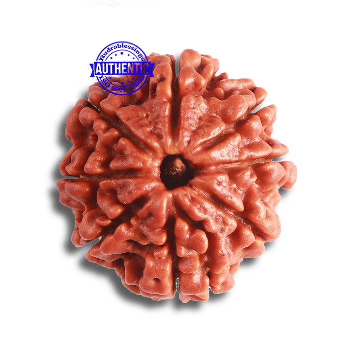 8 Mukhi Nepalese Rudraksha - Bead No. 343