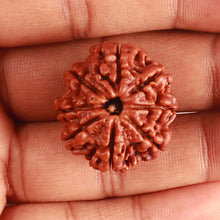 Load image into Gallery viewer, 8 Mukhi Nepalese Rudraksha - Bead No. 343
